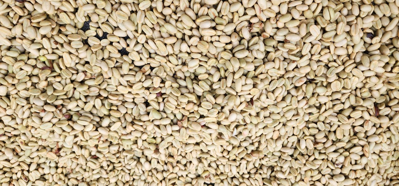 Sunset over the coffee plantation