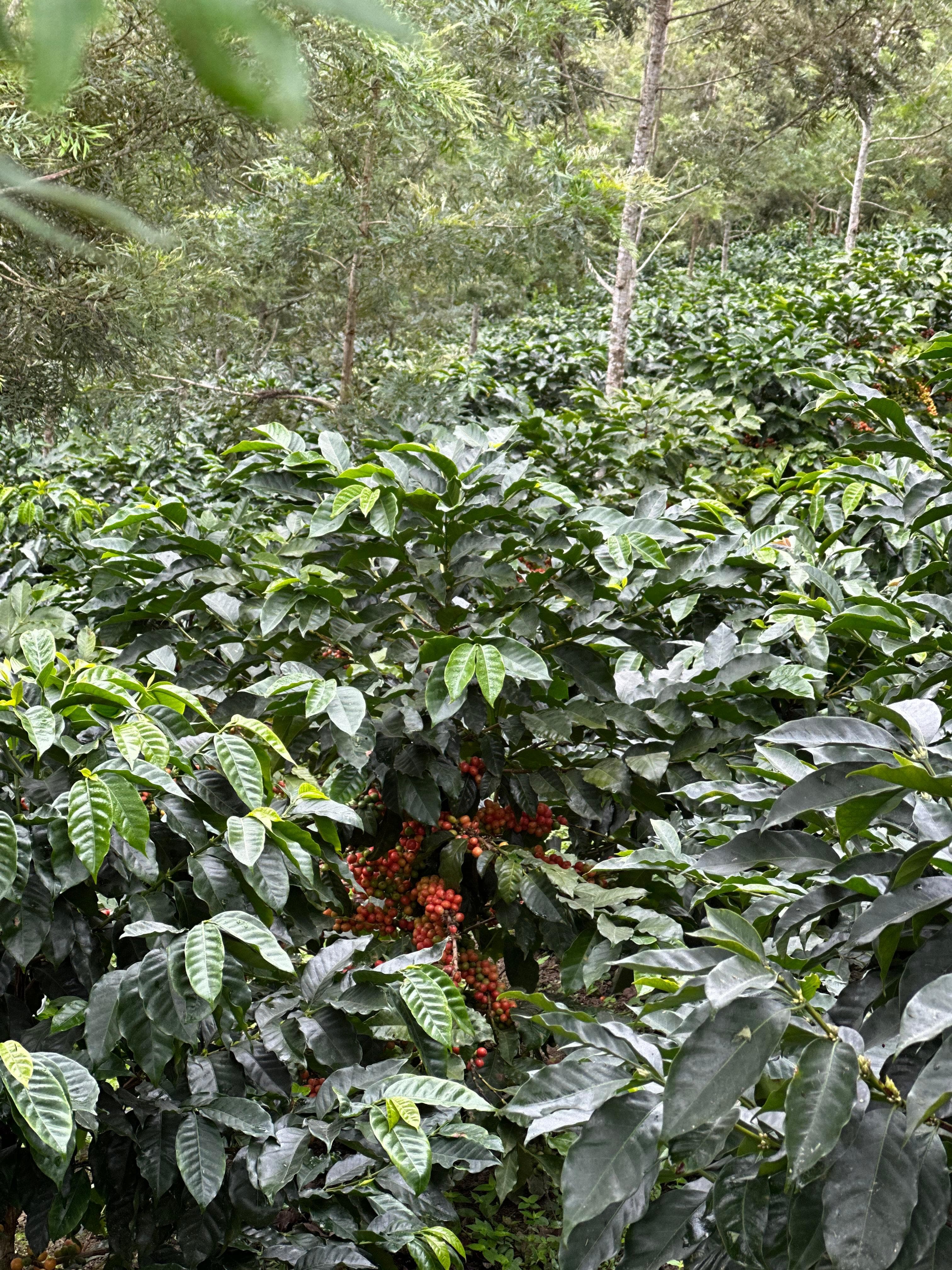 Coffee cherries ripening from green to red on the branch