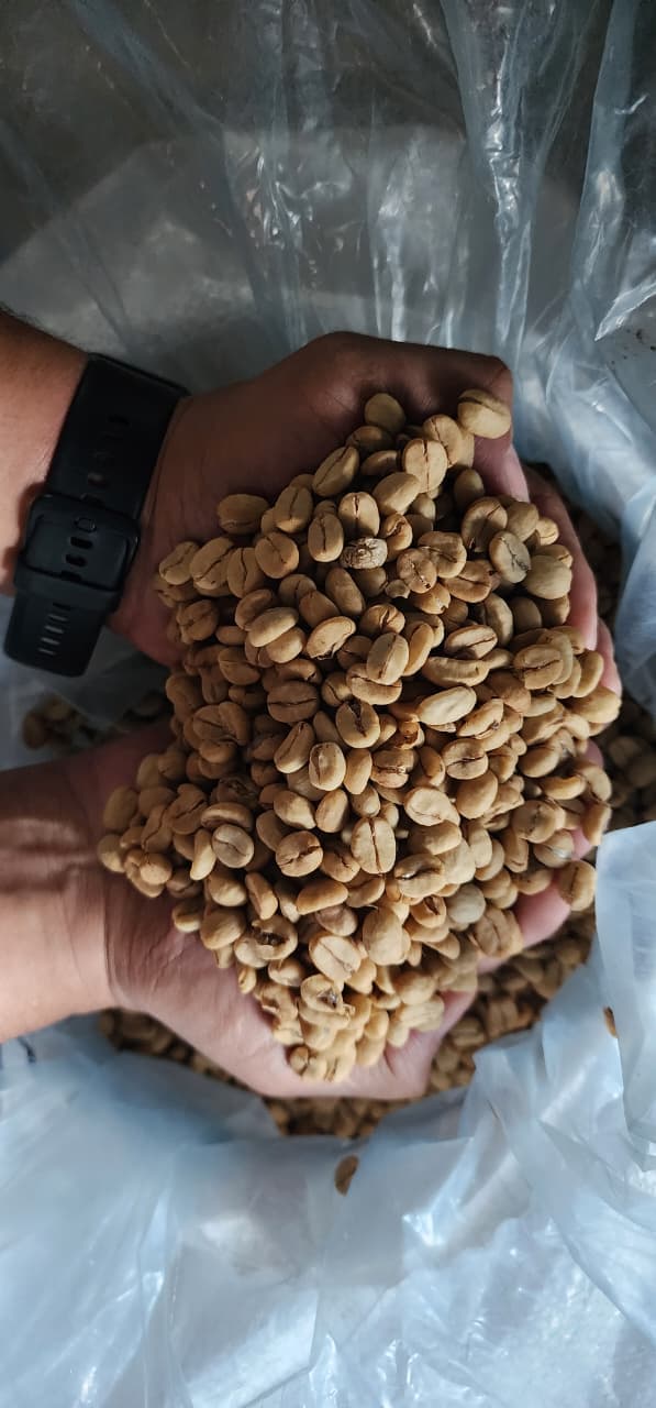 Hands holding freshly processed green coffee beans