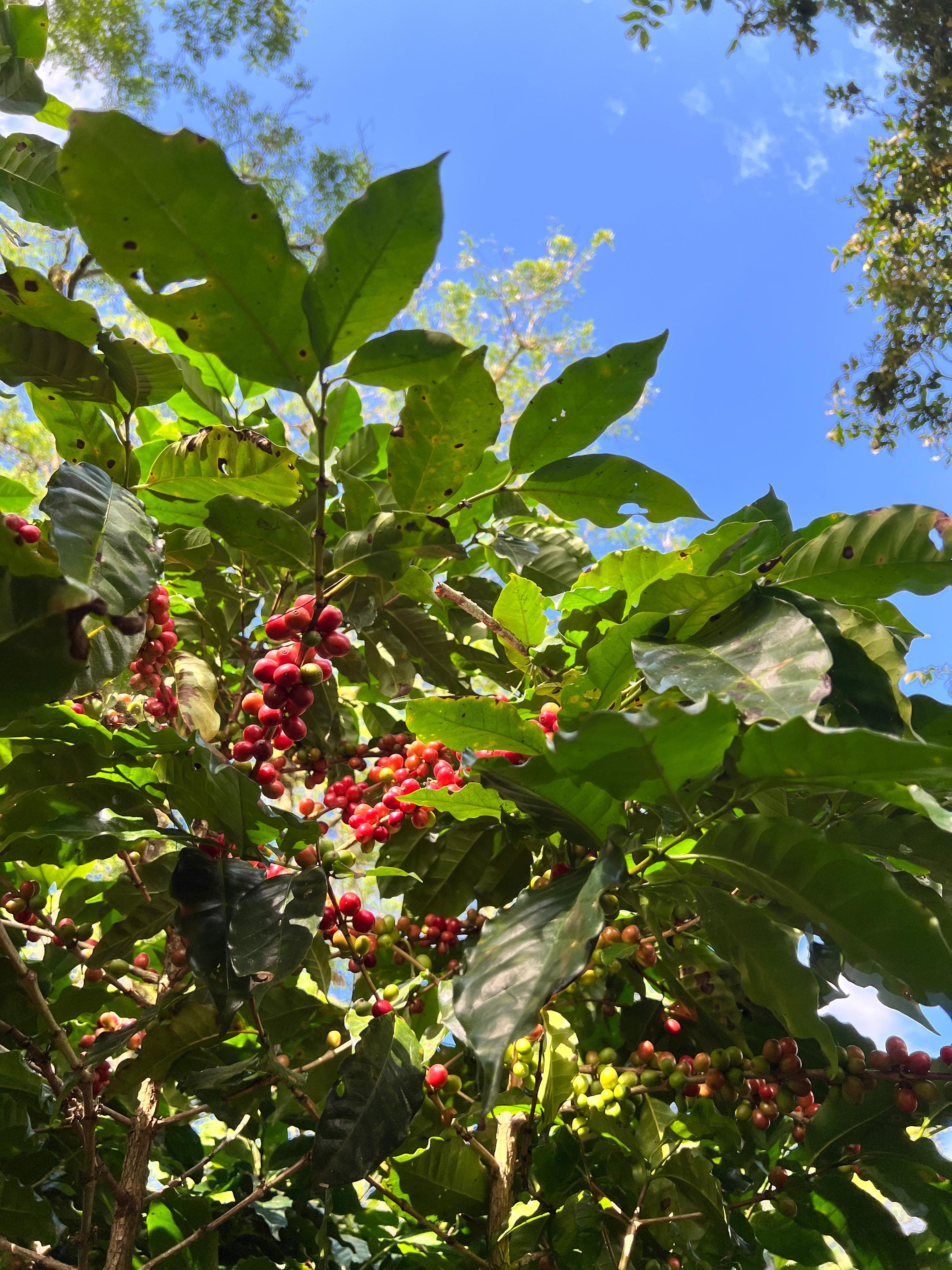 Red coffee cherries growing under blue Honduran sky