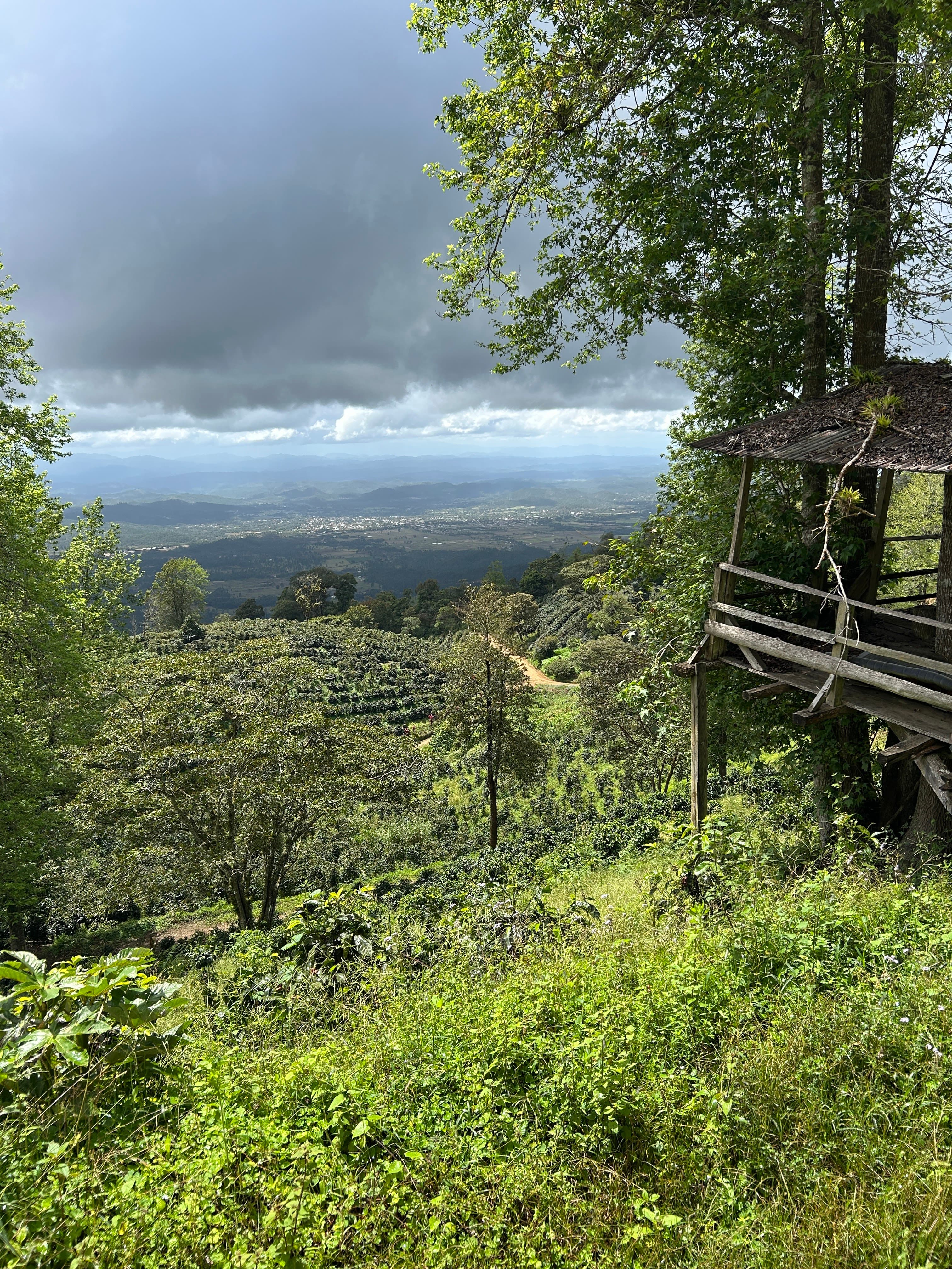Scenic highland lookout over the coffee plantation