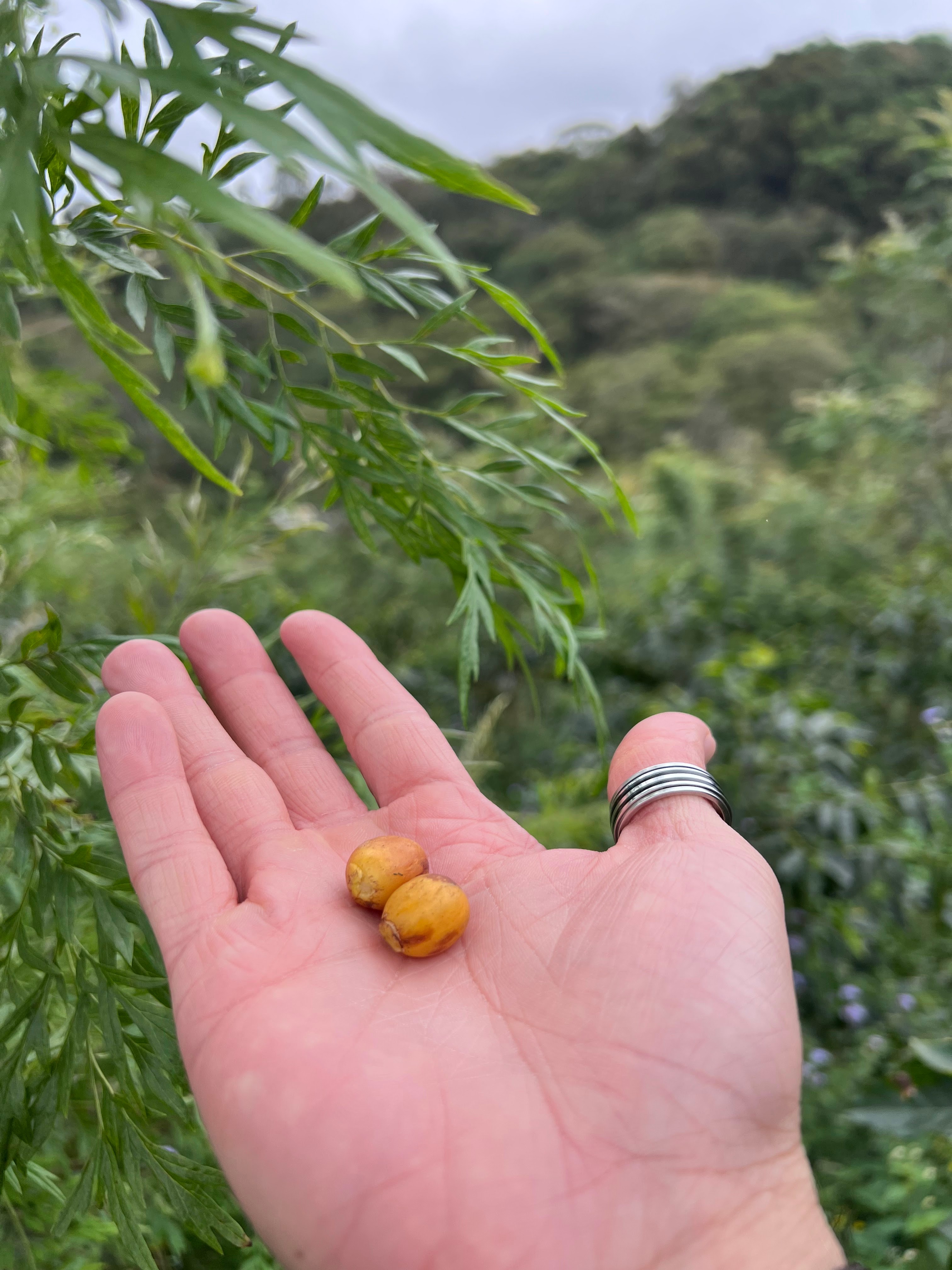 Team at the coffee plantation