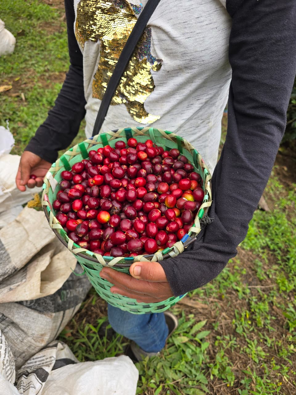 Ripe red coffee cherries up close